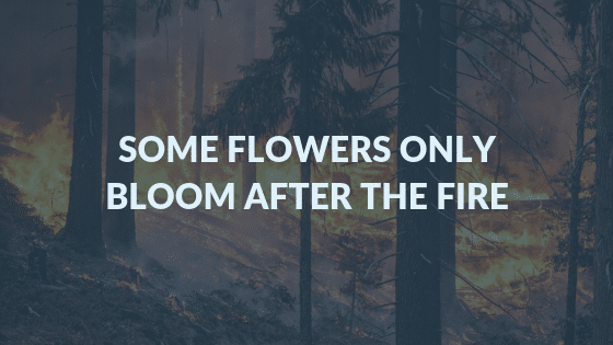 forest-fire