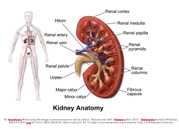 functions of the kidney in fluid and electrolyte balance