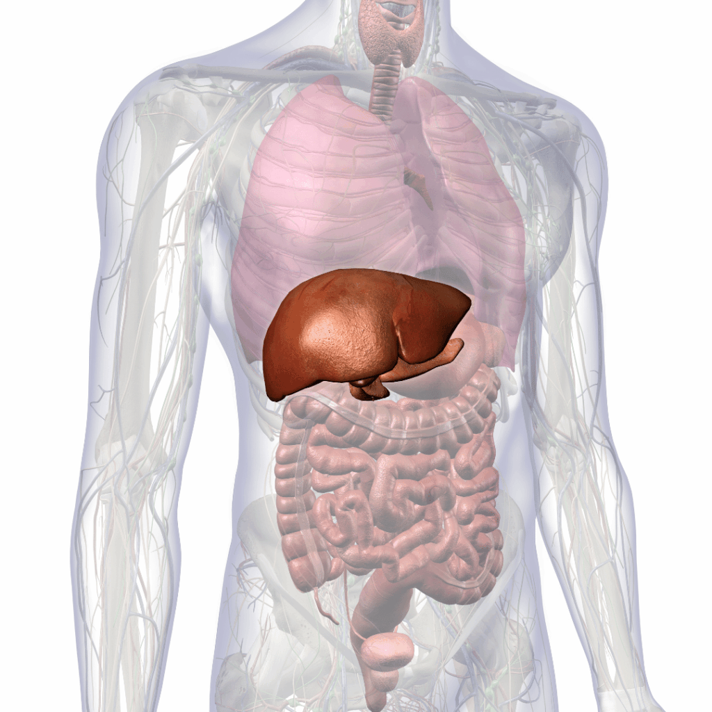 nclex prep for hepatitis