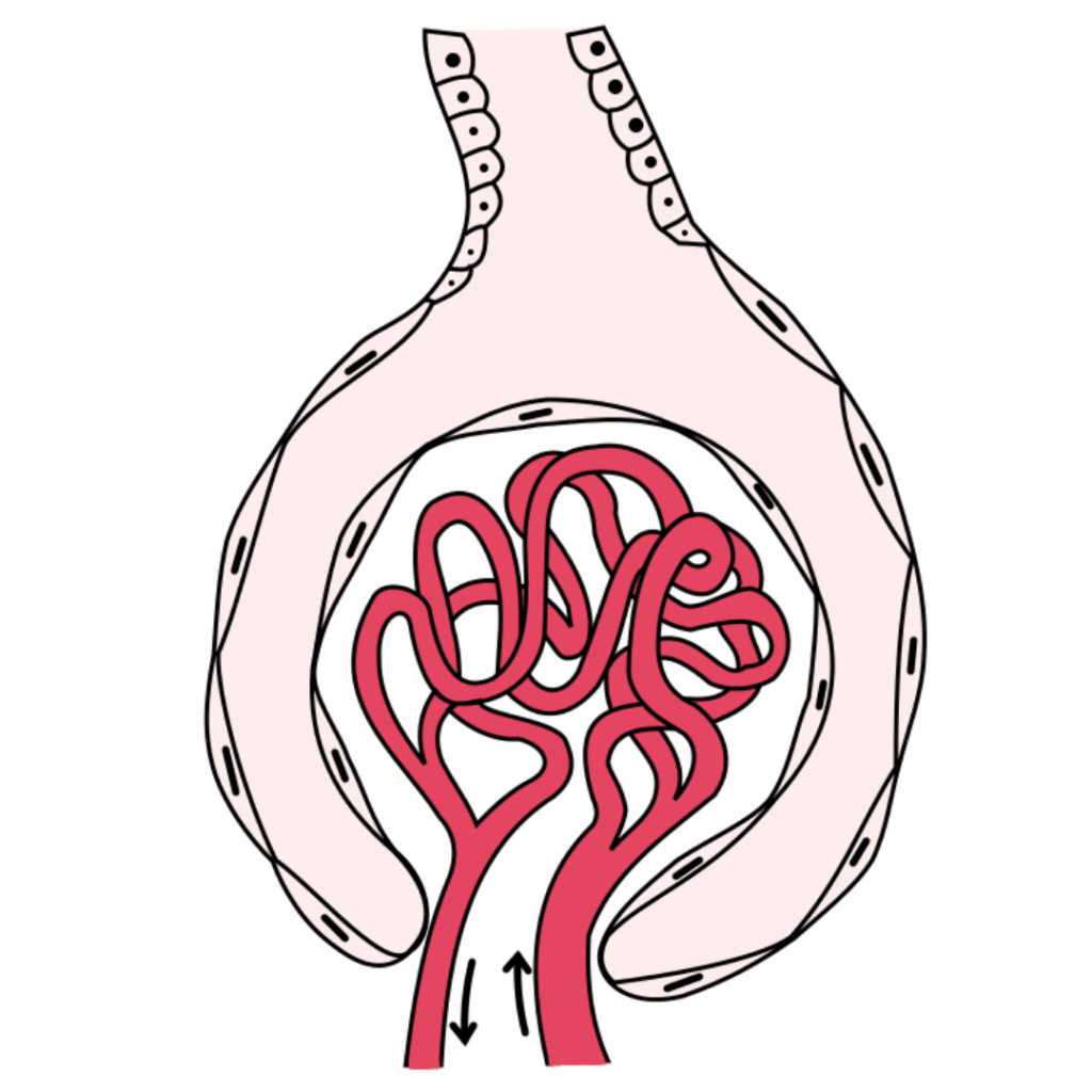 chronic kidney injury nclex prep review